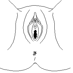 Normal female genitalia (1727 bytes)