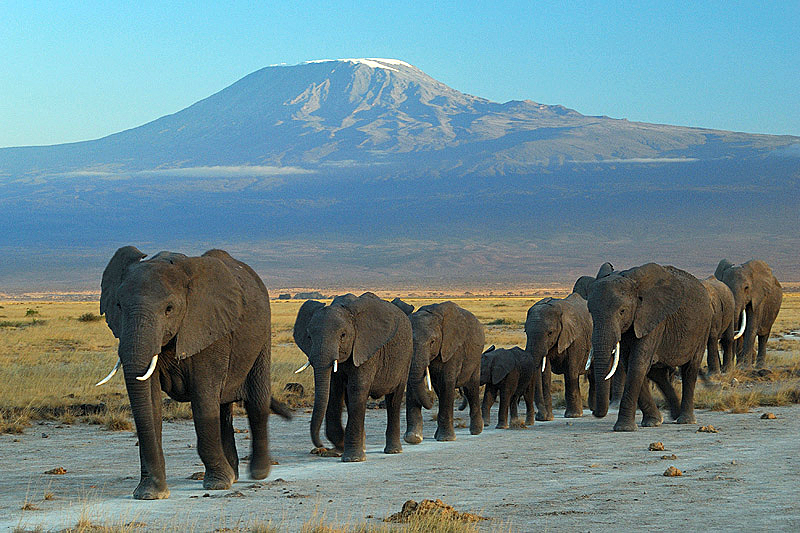 Elephants and Mt. Kilimanjaro