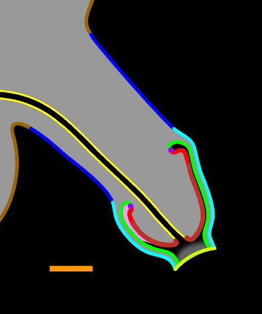 Longitudinal section through the uncircumcised penis (14121 bytes)